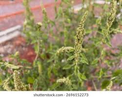 Attēlu rezultāti vaicājumam “Amaranthus retroflexus flower”