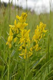 Image result for Genista tinctoria