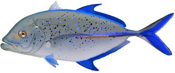 Image result for Caranx melampygus