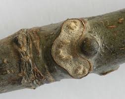 Attēlu rezultāti vaicājumam “Juglans regia leaf”