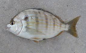 Image result for Archosargus rhomboidalis