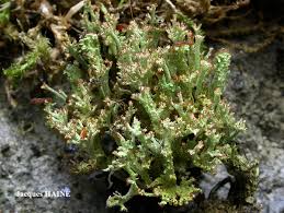 Attēlu rezultāti vaicājumam “Cladonia ramulosa”