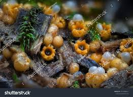 Attēlu rezultāti vaicājumam “Sphaerobolus stellatus”