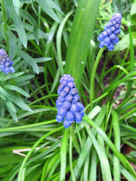 Attēlu rezultāti vaicājumam “Muscari botryoides flower”