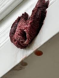 Attēlu rezultāti vaicājumam “Comatricha laxa”