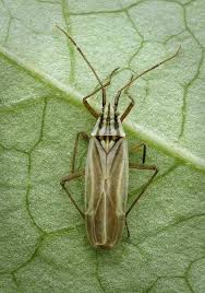 Attēlu rezultāti vaicājumam “Miridae”