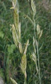 Attēlu rezultāti vaicājumam “Festuca pratensis”