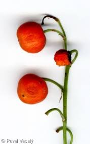 Attēlu rezultāti vaicājumam “Convallaria majalis fruit”