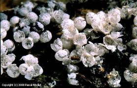 Attēlu rezultāti vaicājumam “Badhamia capsulifera macro”