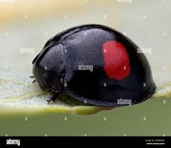 Attēlu rezultāti vaicājumam “Chilocorus renipustulatus”