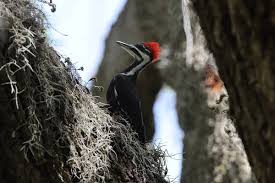 Attēlu rezultāti vaicājumam “Dryocopus martius nest”