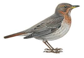 Image result for Turdus ruficollis