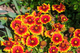 Image result for Gaillardia pulchella