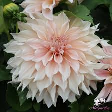 Image result for Dahlia Darkarin`