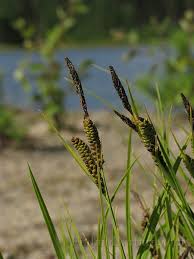 Attēlu rezultāti vaicājumam “Carex cespitosa”