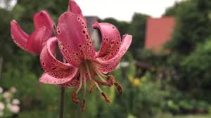 Image result for Lilium martagon `Manitoba Fox`