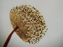 Attēlu rezultāti vaicājumam “Cribraria aurantiaca”