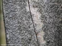 Attēlu rezultāti vaicājumam “Calicium salicinum”