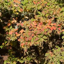 Attēlu rezultāti vaicājumam “Enkianthus chinensis leaf”