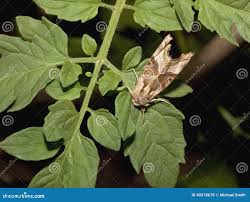 Attēlu rezultāti vaicājumam “Xestia triangulum”