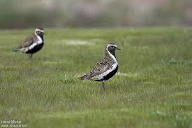 Attēlu rezultāti vaicājumam “Pluvialis apricaria adult”