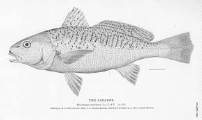 Image result for Micropogonias undulatus