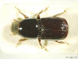 Attēlu rezultāti vaicājumam “Scolytus ratzeburgi”