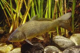 Image result for Carpiodes cyprinus