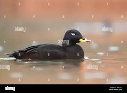 Attēlu rezultāti vaicājumam “Melanitta fusca”