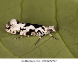 Attēlu rezultāti vaicājumam “Ypsolopha sequella”