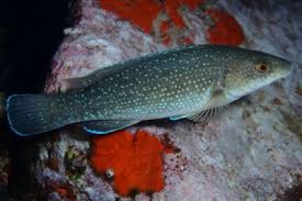 Image result for Labrus mixtus