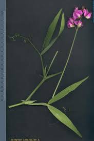 Attēlu rezultāti vaicājumam “Lathyrus latifolius”