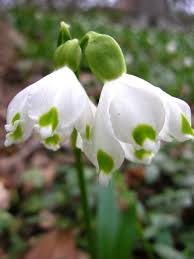 Attēlu rezultāti vaicājumam “Leucojum vernum var. carpathicum flower”