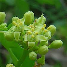 Attēlu rezultāti vaicājumam “Vitaceae”