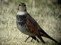 Image result for Turdus eunomus