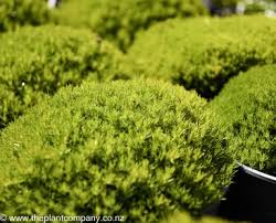 Attēlu rezultāti vaicājumam “Arenaria procera”