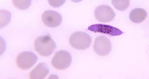 Attēlu rezultāti vaicājumam “Badhamia lilacina plasmodium”