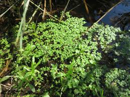 Attēlu rezultāti vaicājumam “Callitrichaceae”