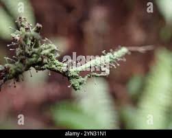 Attēlu rezultāti vaicājumam “Chaenotheca furfuracea”