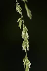 Attēlu rezultāti vaicājumam “Cinna latifolia”