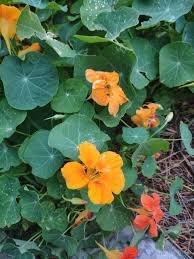Image result for Tropaeolum majes