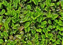 Attēlu rezultāti vaicājumam “Grimmia muehlenbeckii sporophyte”