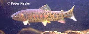 Image result for Oncorhynchus clarkii