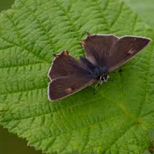 Attēlu rezultāti vaicājumam “Thecla betulae male”