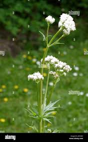 Attēlu rezultāti vaicājumam “Valeriana officinalis leaf”