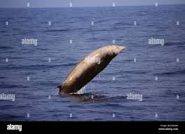 Image result for Ziphius cavirostris