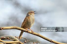 Attēlu rezultāti vaicājumam “Prunella modularis”