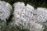 Attēlu rezultāti vaicājumam “Peltigera”