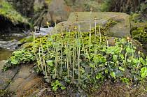 Attēlu rezultāti vaicājumam “Marchantiopsida”