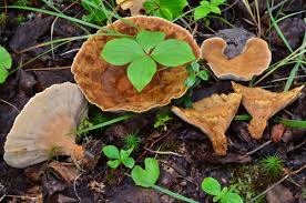 Attēlu rezultāti vaicājumam “Onnia tomentosa”